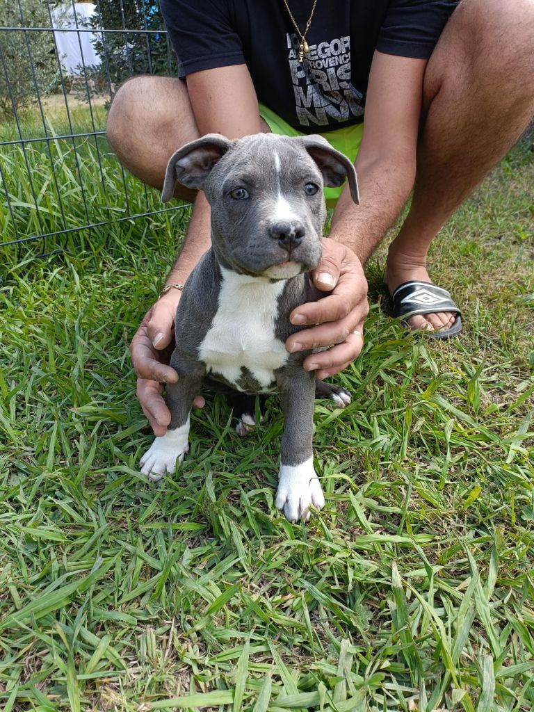 Jeremy Taix - Chiot disponible  - American Staffordshire Terrier