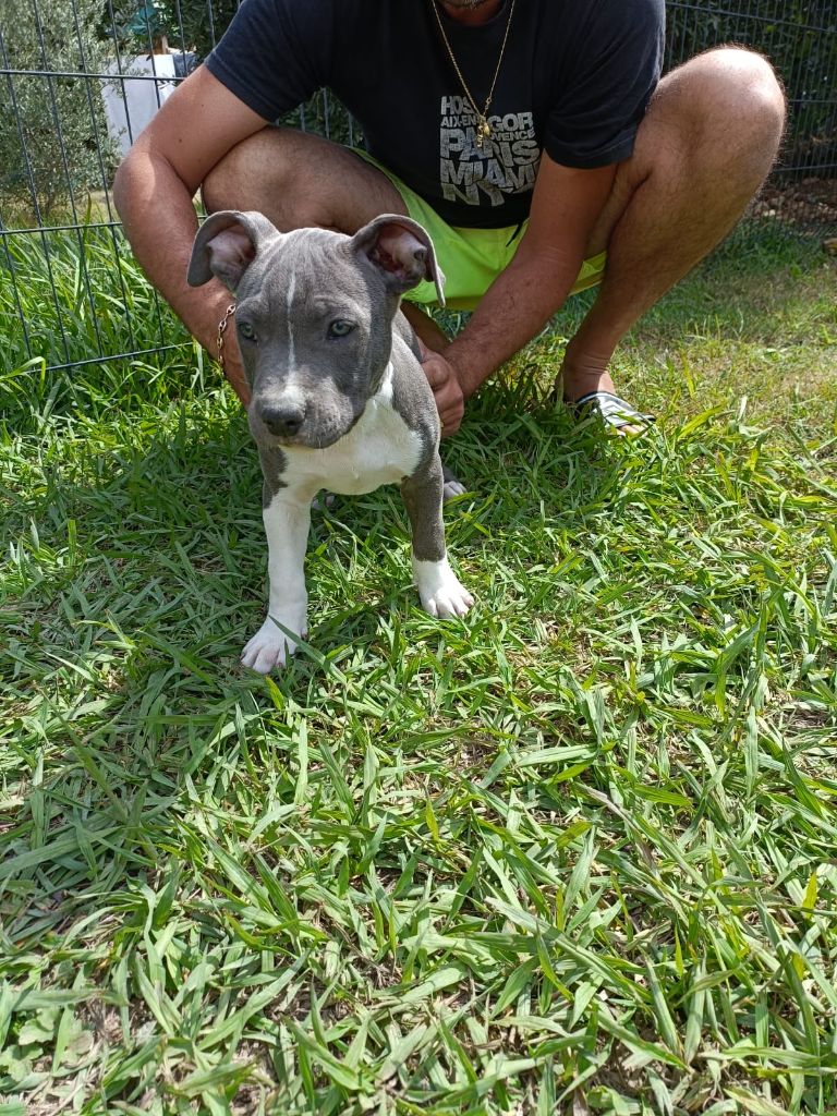Jeremy Taix - Chiot disponible  - American Staffordshire Terrier
