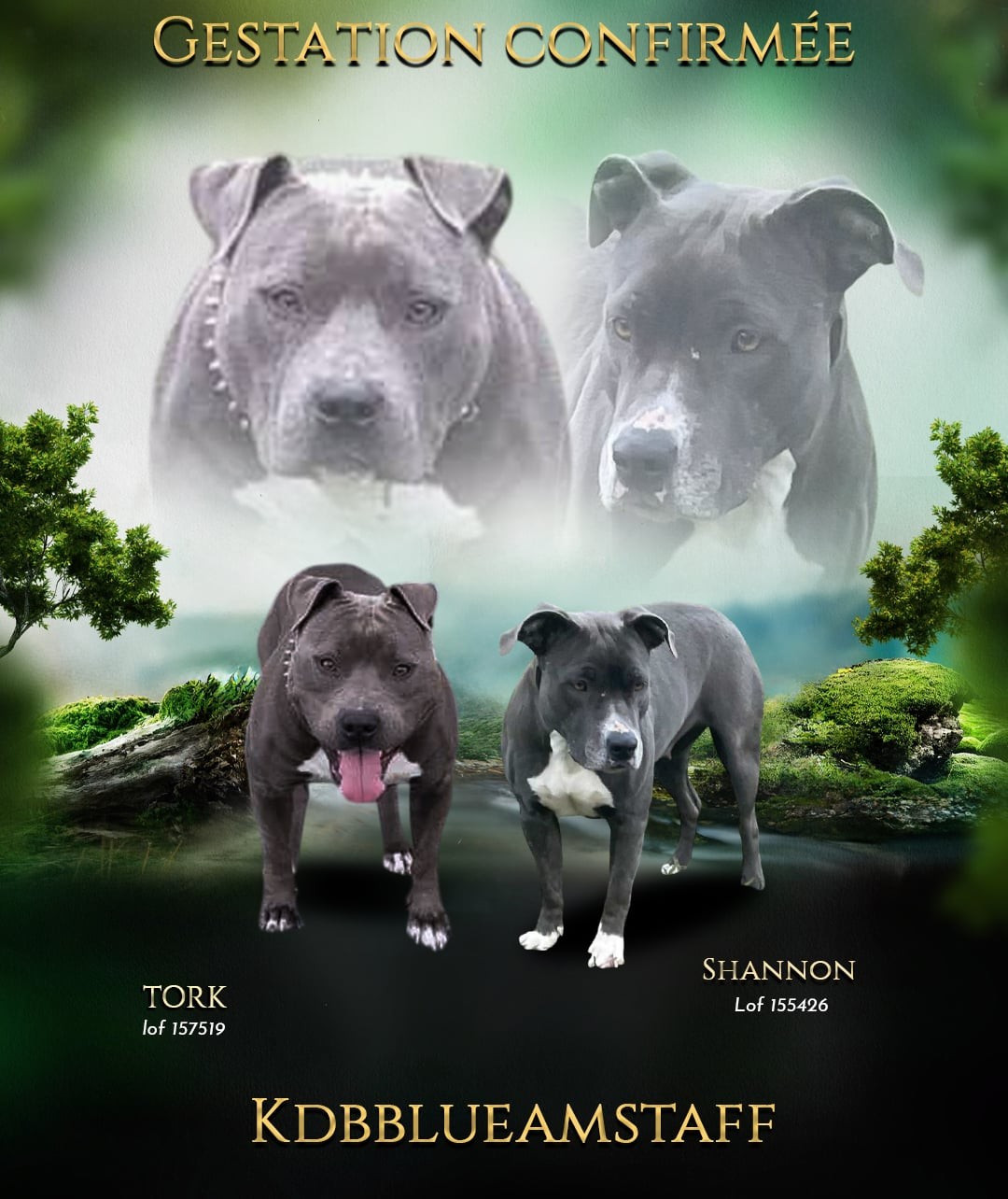 Chiot américain staffordshire terrier bleu