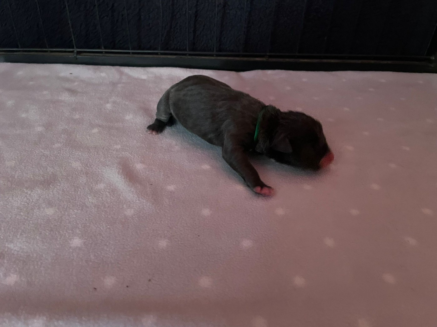 Jeremy Taix - Chiots disponibles - American Staffordshire Terrier