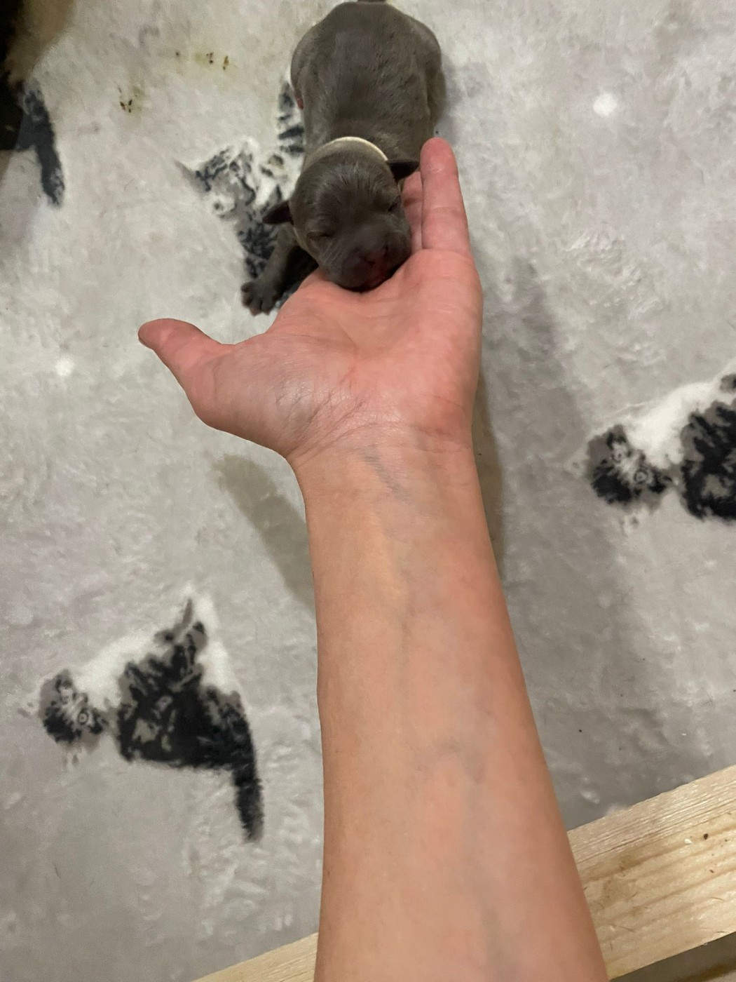 Jeremy Taix - Chiots disponibles - American Staffordshire Terrier