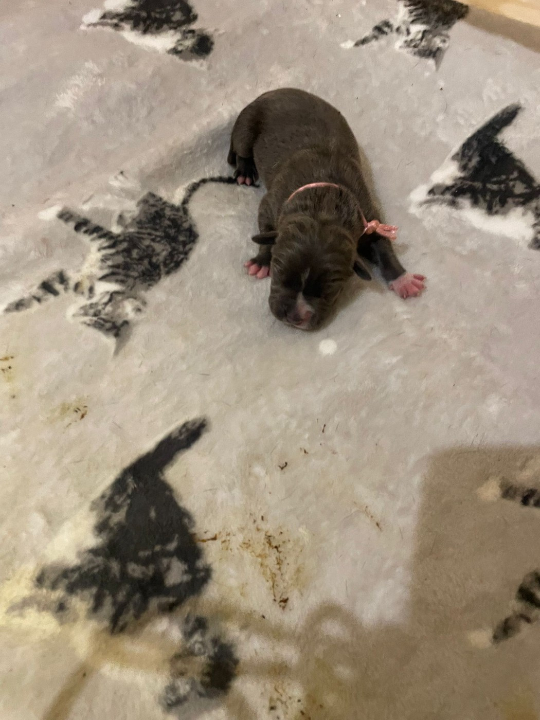 Jeremy Taix - Chiots disponibles - American Staffordshire Terrier