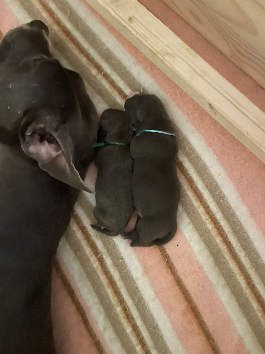 Jeremy Taix - Chiots disponibles - American Staffordshire Terrier