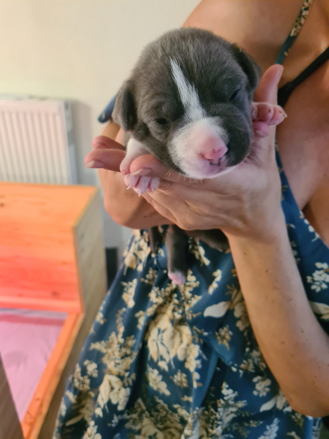 Jeremy Taix - Chiots disponibles - American Staffordshire Terrier