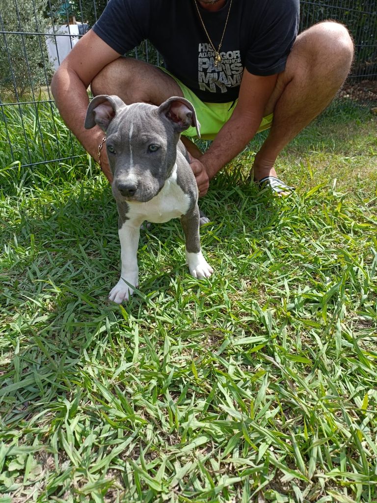 Jeremy Taix - Chiots disponibles - American Staffordshire Terrier