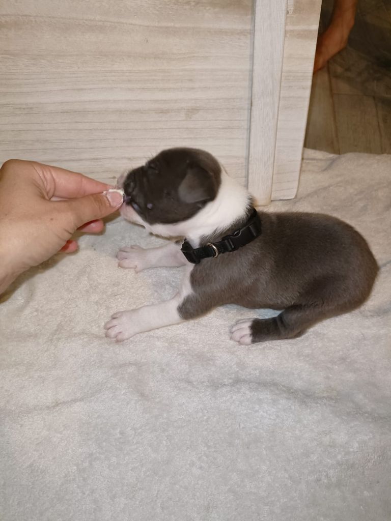 Jeremy Taix - American Staffordshire Terrier - Portée née le 23/06/2023